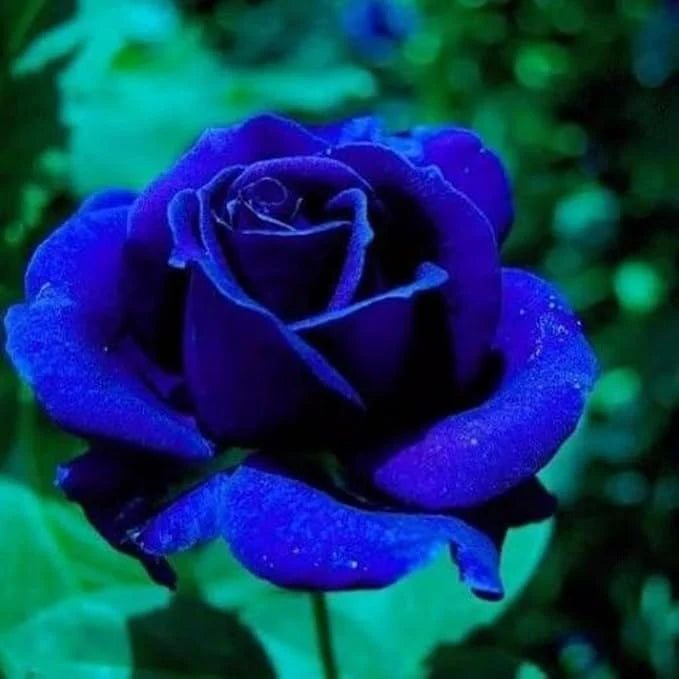 Blue Rose Seeds | Flower Seeds Rose Plant Lotus Seed Flowering Blue Rose Plant - Blue Rose Seeds (Pack of 20 seeds)