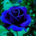 Blue Rose Seeds | Flower Seeds Rose Plant Lotus Seed Flowering Blue Rose Plant - Blue Rose Seeds (Pack of 20 seeds)