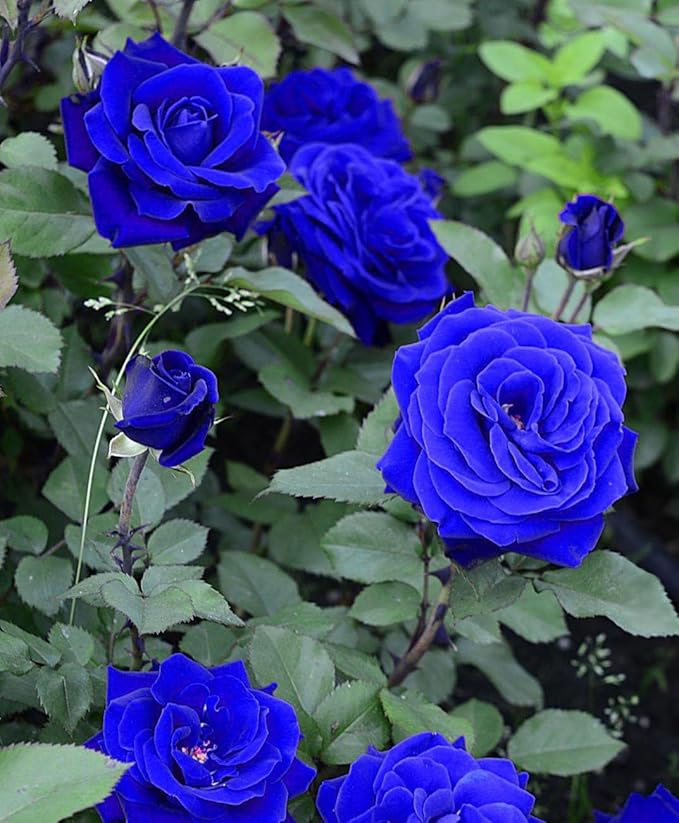 Blue Rose Seeds | Flower Seeds Rose Plant Lotus Seed Flowering Blue Rose Plant - Blue Rose Seeds (Pack of 20 seeds)