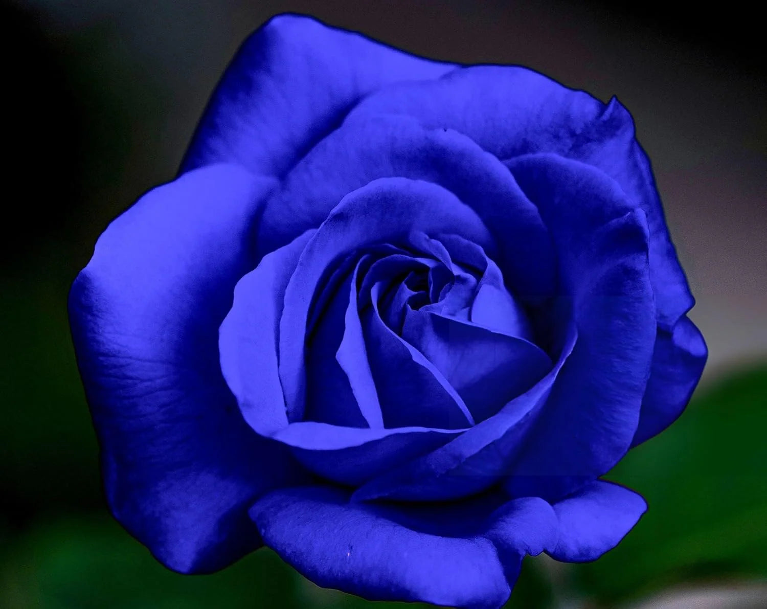 Blue Rose Seeds | Flower Seeds Rose Plant Lotus Seed Flowering Blue Rose Plant - Blue Rose Seeds (Pack of 20 seeds)