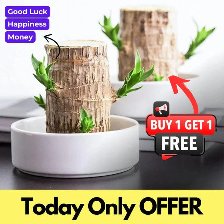 😌 Brazillian Wood Potted Plant🍀 [Buy 1 Get 1 Free]