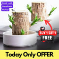 😌 Brazillian Wood Potted Plant🍀 [Buy 1 Get 1 Free]