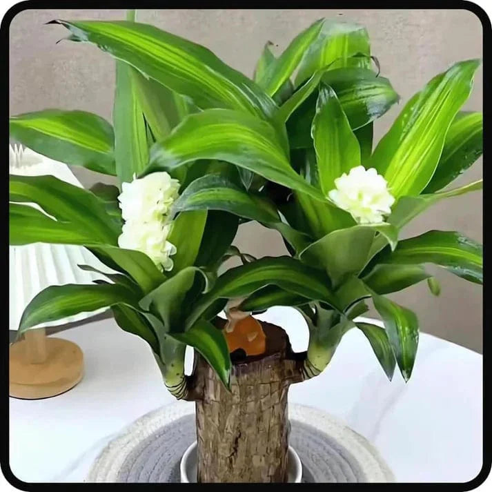 😌 Brazillian Wood Potted Plant🍀 [Buy 1 Get 1 Free]