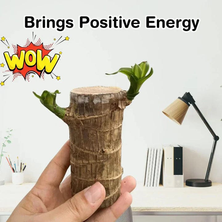 😌 Brazillian Wood Potted Plant🍀 [Buy 1 Get 1 Free]