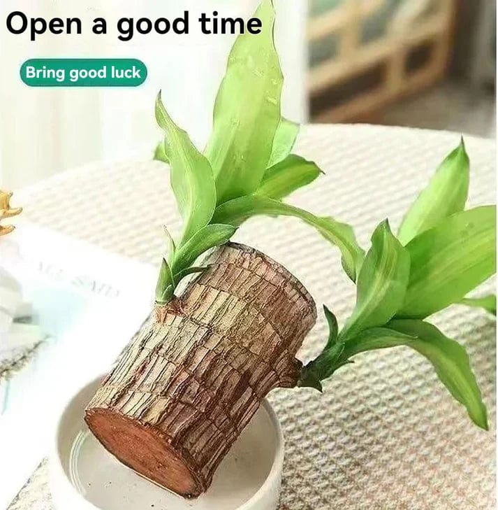 😌 Brazillian Wood Potted Plant🍀 [Buy 1 Get 1 Free]