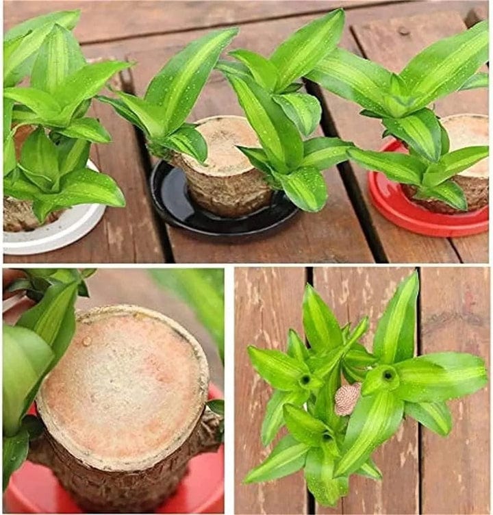 😌 Brazillian Wood Potted Plant🍀 [Buy 1 Get 1 Free]