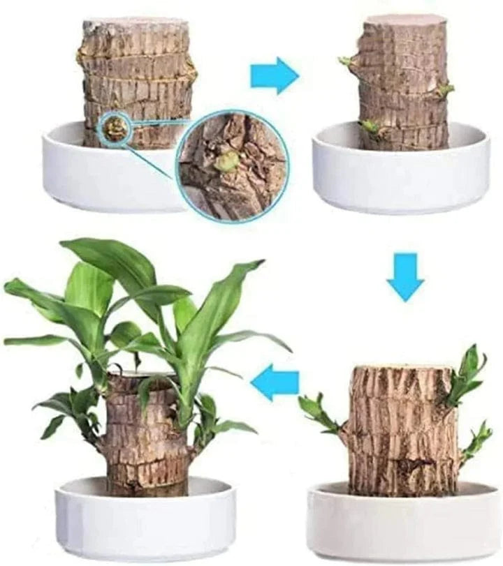 😌 Brazillian Wood Potted Plant🍀 [Buy 1 Get 1 Free]