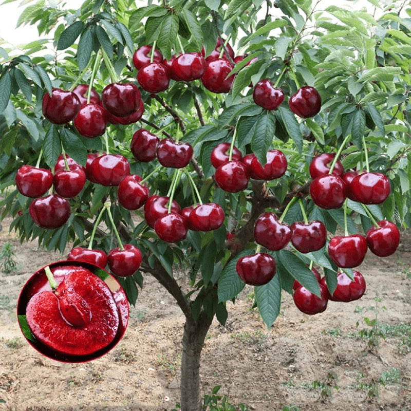 Cherry Seeds | Cherry Trees Flower Seeds Garden Organic Seeds Plant Cherry Seeds - Rainier Cherry Fruit Seeds (100 gms)