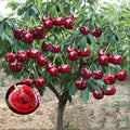 Cherry Seeds | Cherry Trees Flower Seeds Garden Organic Seeds Plant Cherry Seeds - Rainier Cherry Fruit Seeds (100 gms)