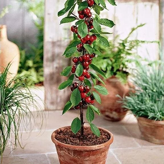 Cherry Seeds | Cherry Trees Flower Seeds Garden Organic Seeds Plant Cherry Seeds - Rainier Cherry Fruit Seeds (100 gms)