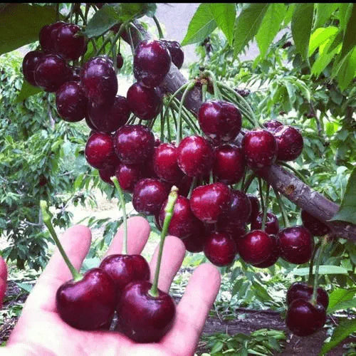 Cherry Seeds | Cherry Trees Flower Seeds Garden Organic Seeds Plant Cherry Seeds - Rainier Cherry Fruit Seeds (100 gms)