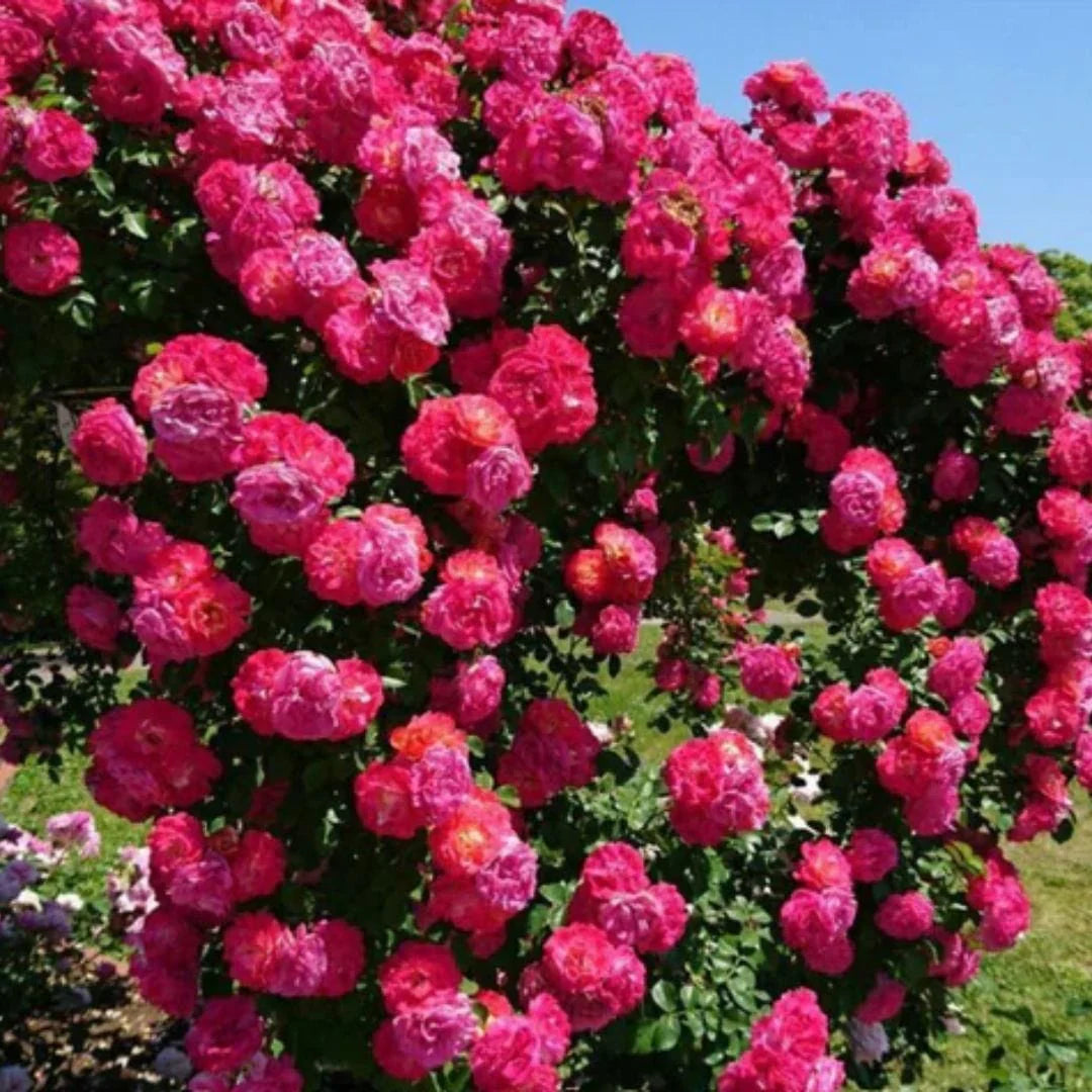 Climbing Rose Seeds | Flower Seeds Rose Plant Garden Climbing Rose Plant Seed - Elegant Climbing Rose Flower Seeds