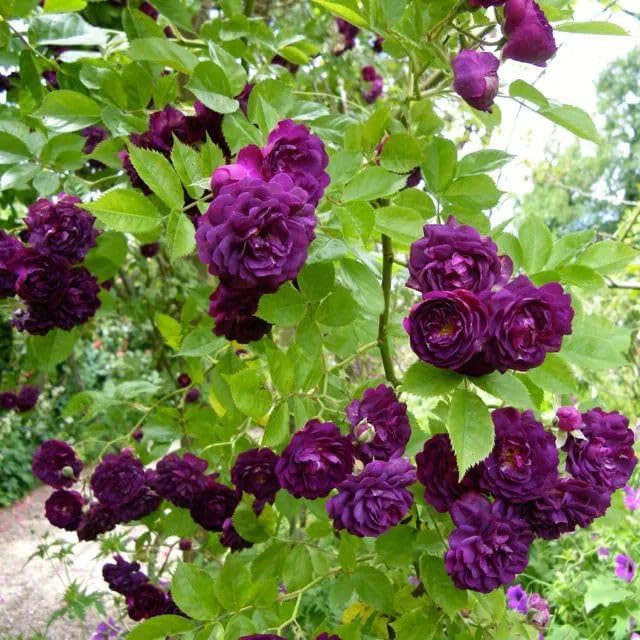 Climbing Rose Seeds | Flower Seeds Rose Plant Garden Climbing Rose Plant Seed - Elegant Climbing Rose Flower Seeds