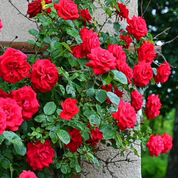 Climbing Rose Seeds | Flower Seeds Rose Plant Garden Climbing Rose Plant Seed - Elegant Climbing Rose Flower Seeds
