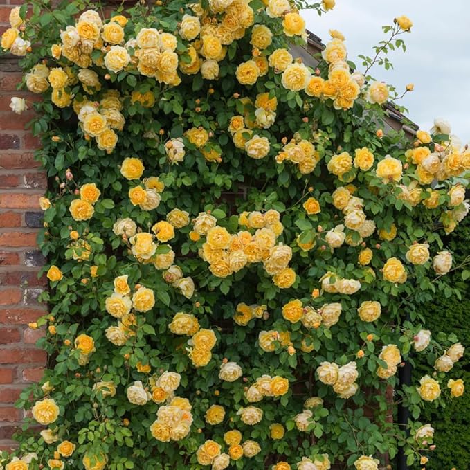 Climbing Rose Seeds | Flower Seeds Rose Plant Garden Climbing Rose Plant Seed - Elegant Climbing Rose Flower Seeds