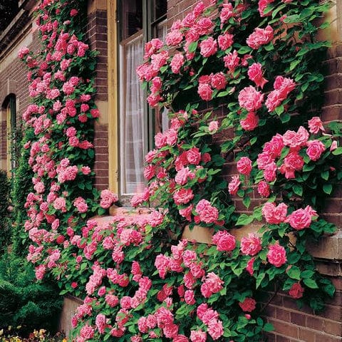 Climbing Rose Seeds | Flower Seeds Rose Plant Garden Climbing Rose Plant Seed - Elegant Climbing Rose Flower Seeds