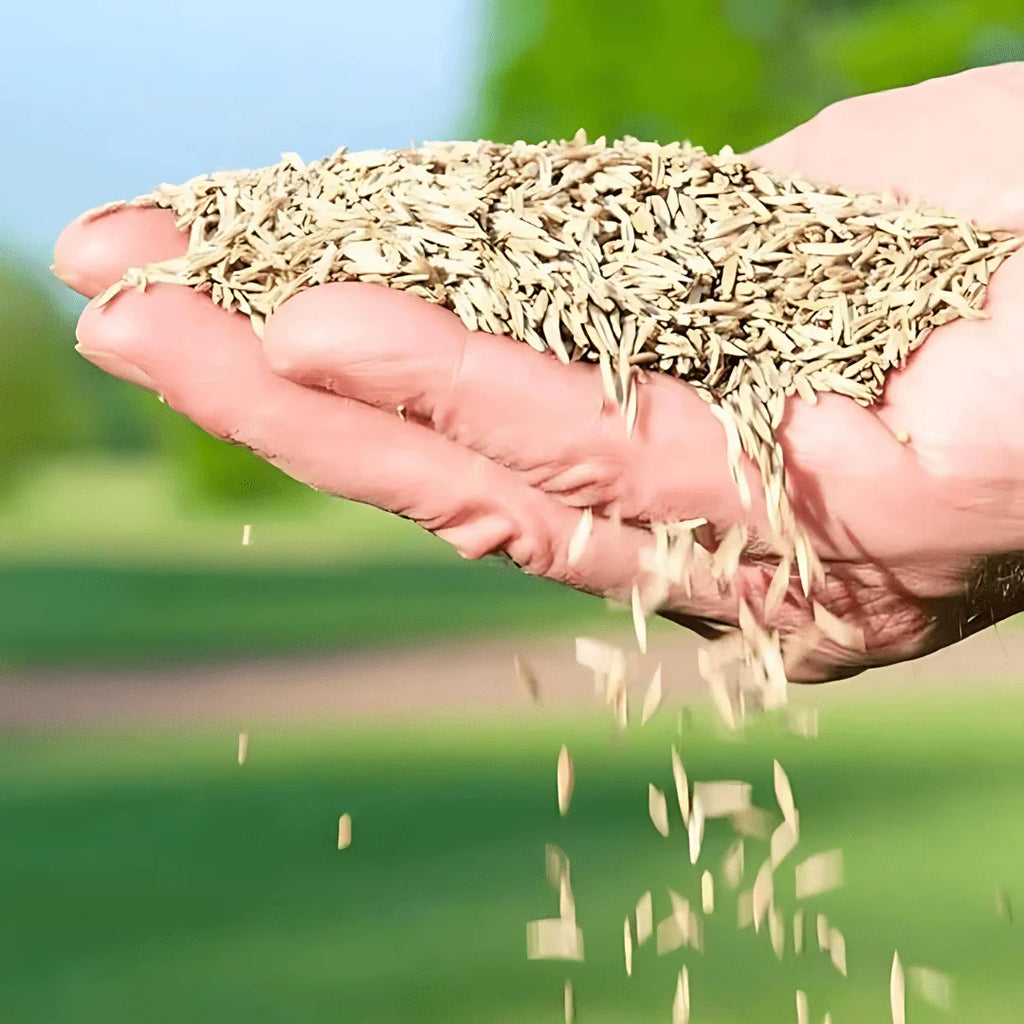 Evergreen Lawn Seeds | Seedling Germination Grass Seeds For Lawn Garden Seed - Buy 100 Get 100 Free - Evergreen Dwarf Grass Seed