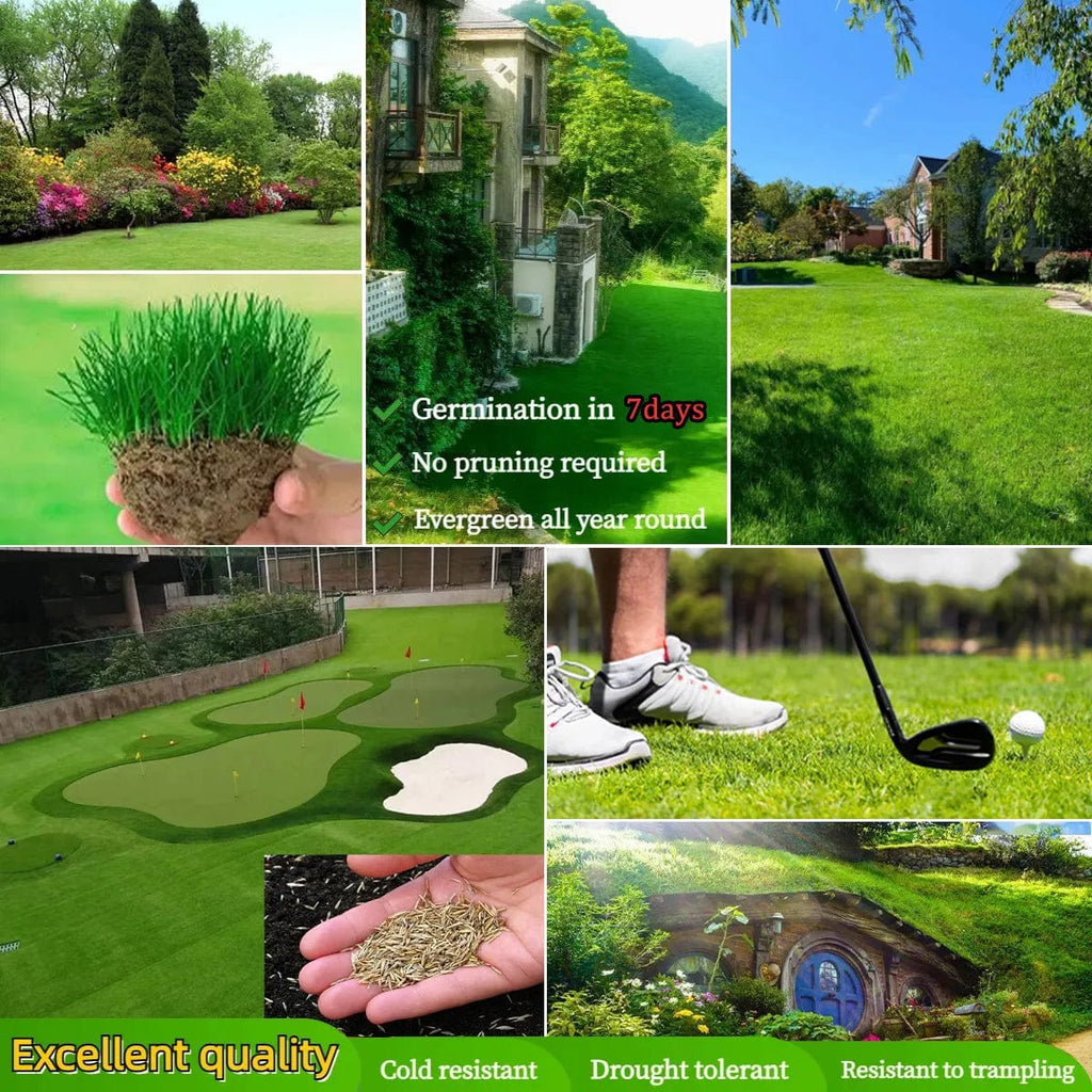 Evergreen Lawn Seeds | Seedling Germination Grass Seeds For Lawn Garden Seed - Buy 100 Get 100 Free - Evergreen Dwarf Grass Seed