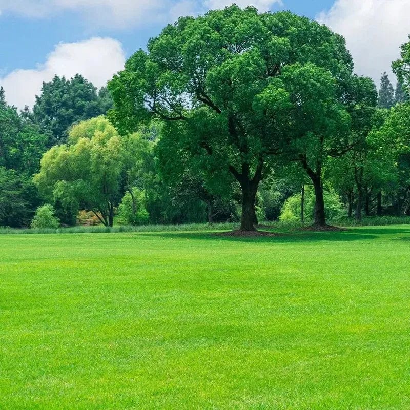 Evergreen Lawn Seeds | Seedling Germination Grass Seeds For Lawn Garden Seed - Buy 100 Get 100 Free - Evergreen Dwarf Grass Seed