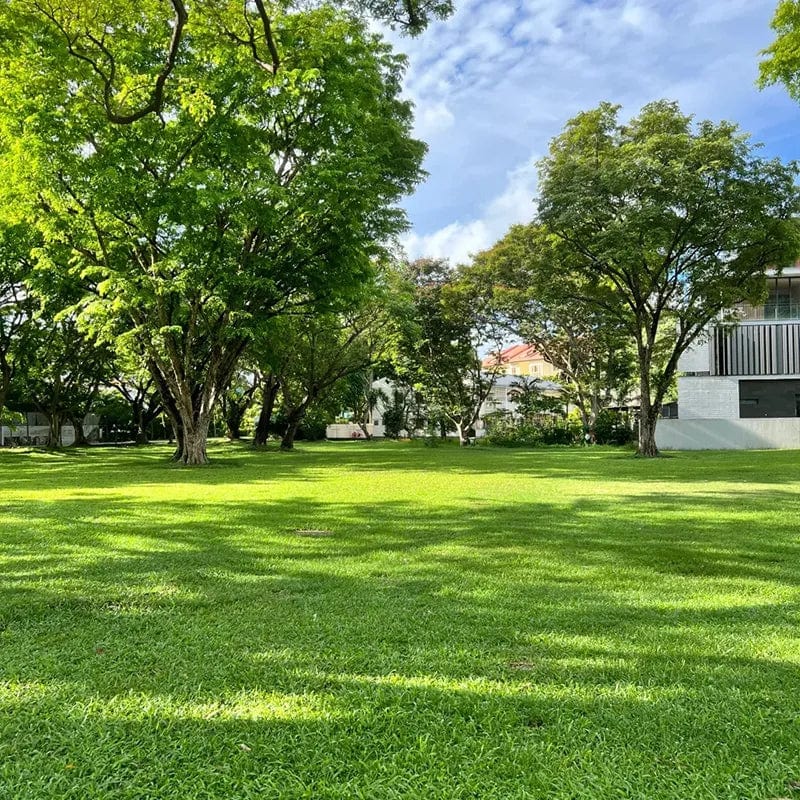 Evergreen Lawn Seeds | Seedling Germination Grass Seeds For Lawn Garden Seed - Buy 100 Get 100 Free - Evergreen Dwarf Grass Seed