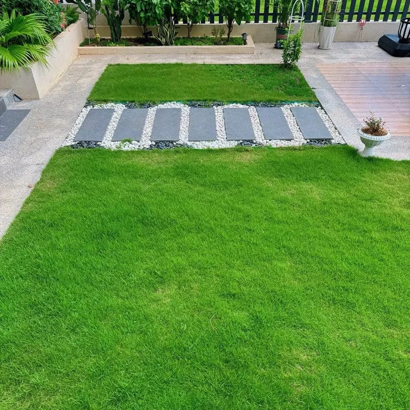 Evergreen Lawn Seeds | Seedling Germination Grass Seeds For Lawn Garden Seed - Buy 100 Get 100 Free - Evergreen Dwarf Grass Seed