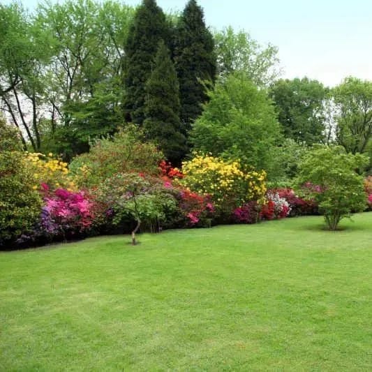 Evergreen Lawn Seeds | Seedling Germination Grass Seeds For Lawn Garden Seed - Buy 100 Get 100 Free - Evergreen Dwarf Grass Seed