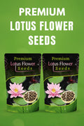 Lotus Flower Seeds | Lotus Flower Seeds - 80 Lotus Seeds - Lotus Flower Seeds (Pack of 80)