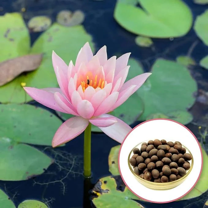 Lotus Flower Seeds | Lotus Flower Seeds - 80 Lotus Seeds - Lotus Flower Seeds (Pack of 80)