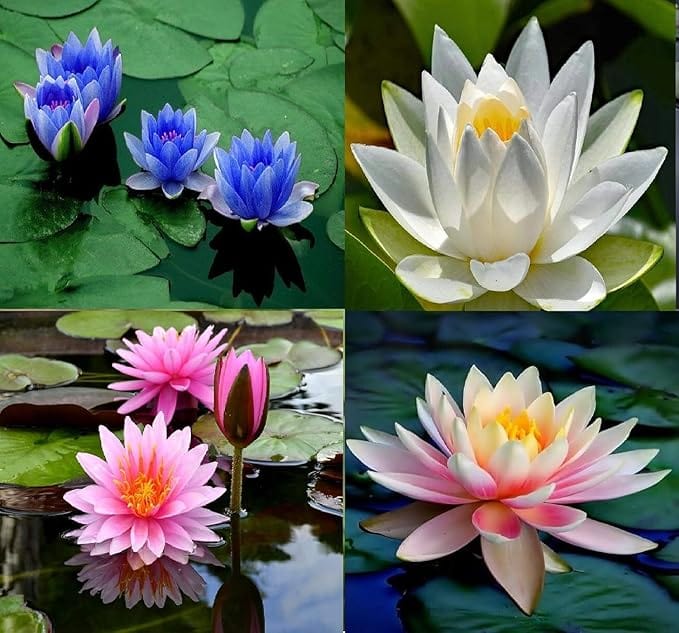 Lotus Flower Seeds | Lotus Flower Seeds - 80 Lotus Seeds - Lotus Flower Seeds (Pack of 80)