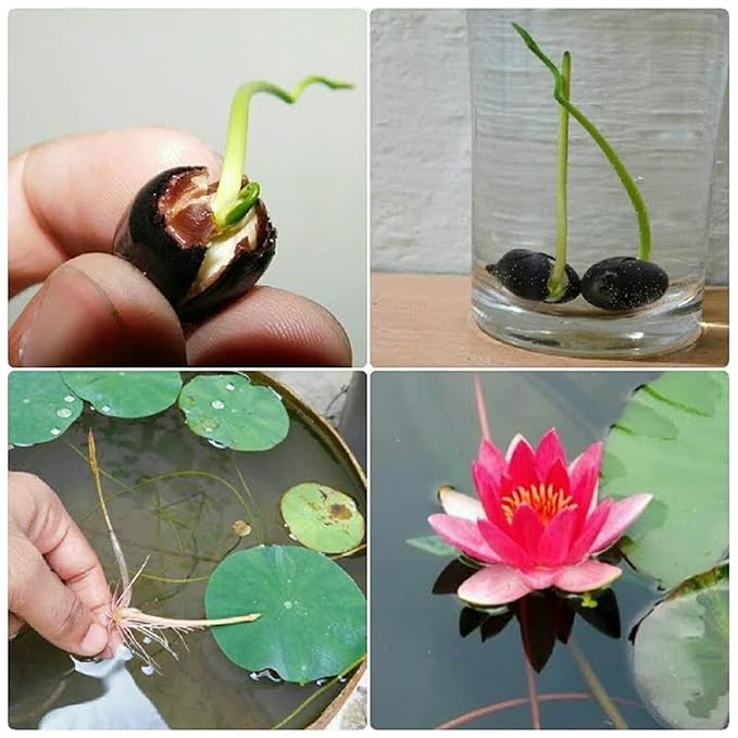 Lotus Flower Seeds | Lotus Flower Seeds - 80 Lotus Seeds - Lotus Flower Seeds (Pack of 80)