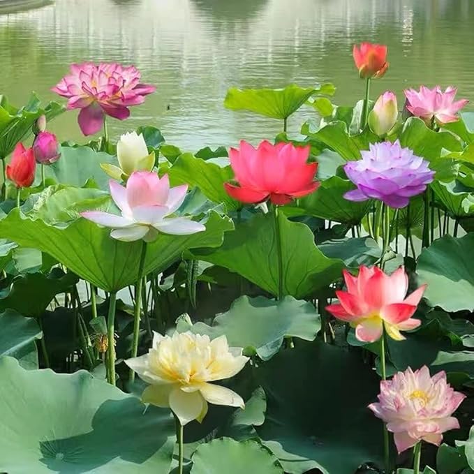 Lotus Flower Seeds | Lotus Flower Seeds - 80 Lotus Seeds - Lotus Flower Seeds (Pack of 80)