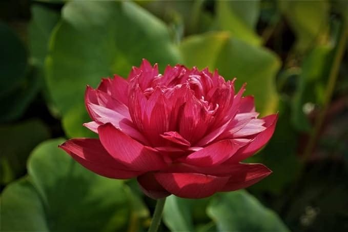 Lotus Flower Seeds | Lotus Flower Seeds - 80 Lotus Seeds - Lotus Flower Seeds (Pack of 80)