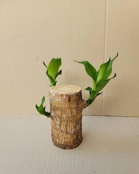 Lucky Brazil Wood Potted Plant | Succulent Plants Potted Brazilian Wood Plant Purify Air Pot Plant - Lucky Brazil Wood Potted Plant (Pack of 2)