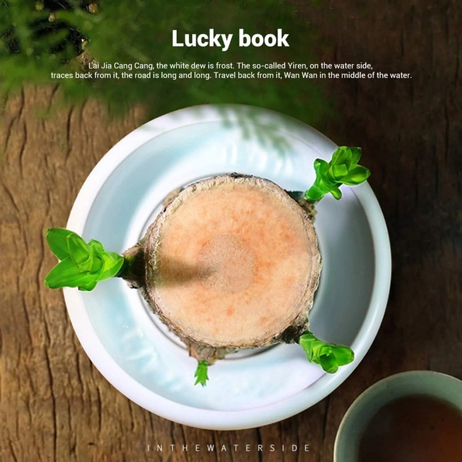 Lucky Brazil Wood Potted Plant | Succulent Plants Potted Brazilian Wood Plant Purify Air Pot Plant - Lucky Brazil Wood Potted Plant (Pack of 2)