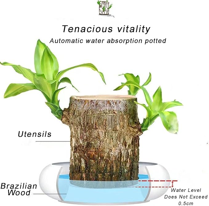 Lucky Brazil Wood Potted Plant | Succulent Plants Potted Brazilian Wood Plant Purify Air Pot Plant - Lucky Brazil Wood Potted Plant (Pack of 2)