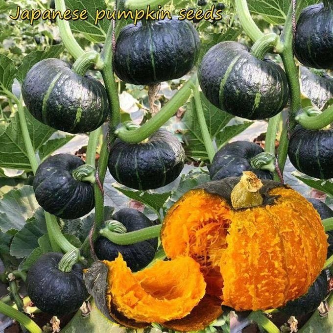 Organic Green Pumpkin Seeds (Pack of 20 Seeds) | Pumpkin Seeds Benefits Organic Seed Green Pumpkin Plant - Organic Green Pumpkin Seeds (Pack of 20 Seeds)