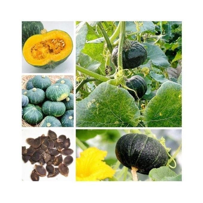 Organic Green Pumpkin Seeds (Pack of 20 Seeds) | Pumpkin Seeds Benefits Organic Seed Green Pumpkin Plant - Organic Green Pumpkin Seeds (Pack of 20 Seeds)