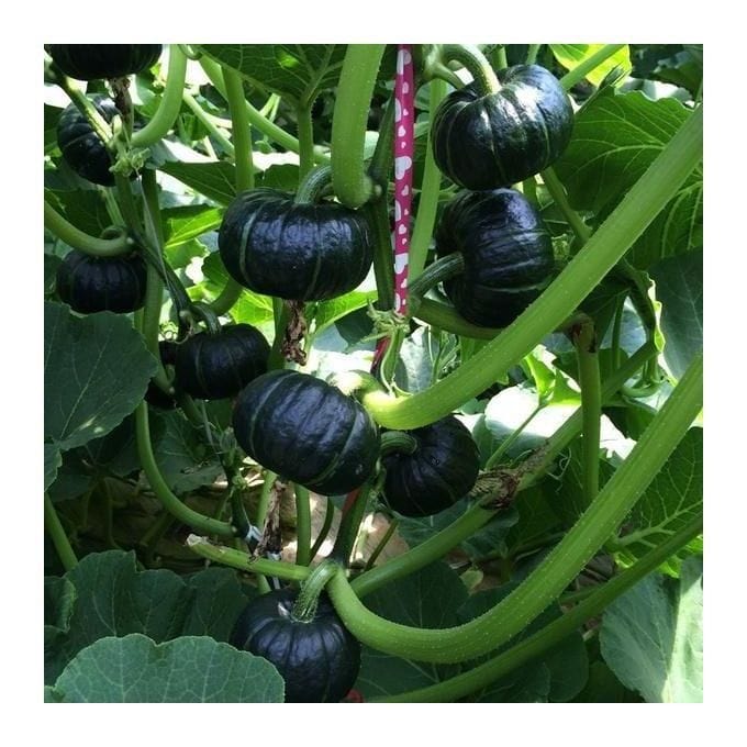 Organic Green Pumpkin Seeds (Pack of 20 Seeds) | Pumpkin Seeds Benefits Organic Seed Green Pumpkin Plant - Organic Green Pumpkin Seeds (Pack of 20 Seeds)