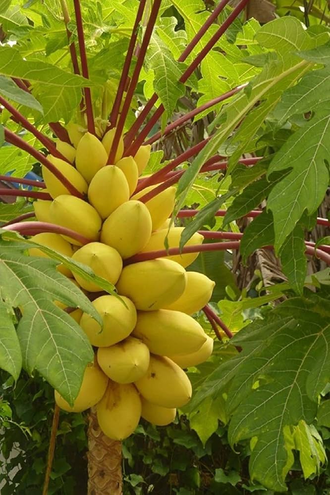 Special Golden Papaya 50 Seeds | Papaya Dietary Fiber Nutrients Papaya Seeds Enzyme Vitamins - Special Golden Papaya Seeds (50 seeds)