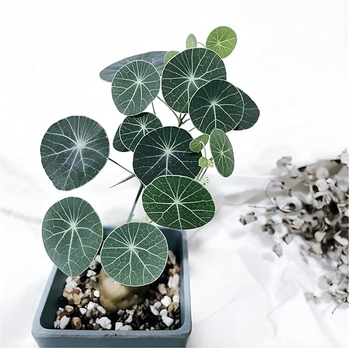 Stephania Erecta Plant (Pack of 2) | Indoor Plants Plantation Succulent Plant Potted Watered Inside Plant - Stephania Erecta Plant (Pack of 2)