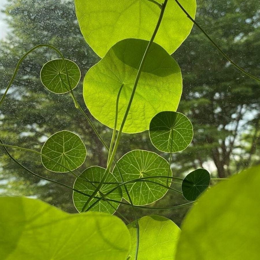 Stephania Erecta Plant (Pack of 2) | Indoor Plants Plantation Succulent Plant Potted Watered Inside Plant - Stephania Erecta Plant (Pack of 2)