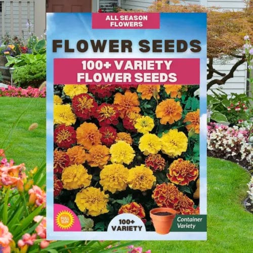 Sun Flower Seeds Daisy Flower Flowering Plants Germination Of Seed - (Pack of 100 Flower Seeds) - Multiple Variety Of Flower Seeds (Pack of 100 Seeds)