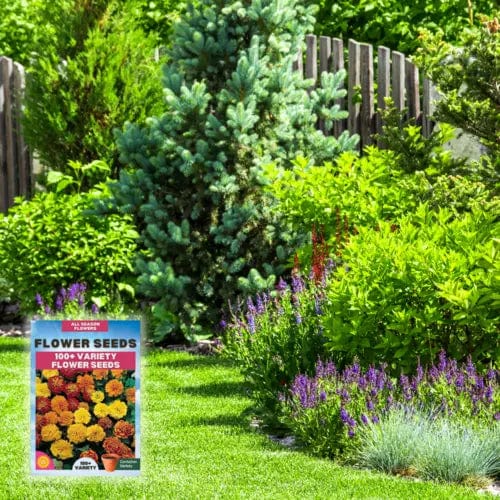 Sun Flower Seeds Daisy Flower Flowering Plants Germination Of Seed - (Pack of 100 Flower Seeds) - Multiple Variety Of Flower Seeds (Pack of 100 Seeds)