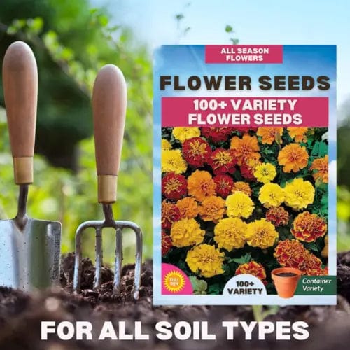 Sun Flower Seeds Daisy Flower Flowering Plants Germination Of Seed - (Pack of 100 Flower Seeds) - Multiple Variety Of Flower Seeds (Pack of 100 Seeds)