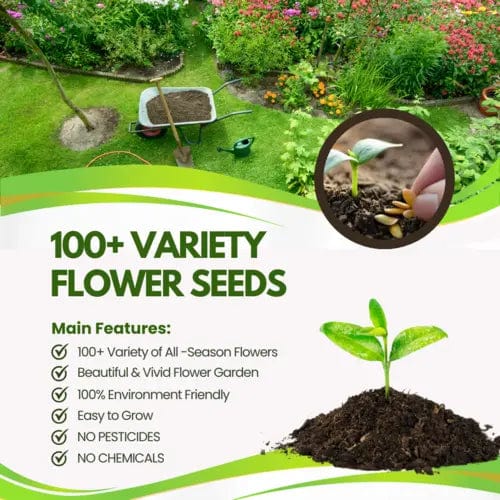 Sun Flower Seeds Daisy Flower Flowering Plants Germination Of Seed - (Pack of 100 Flower Seeds) - Multiple Variety Of Flower Seeds (Pack of 100 Seeds)