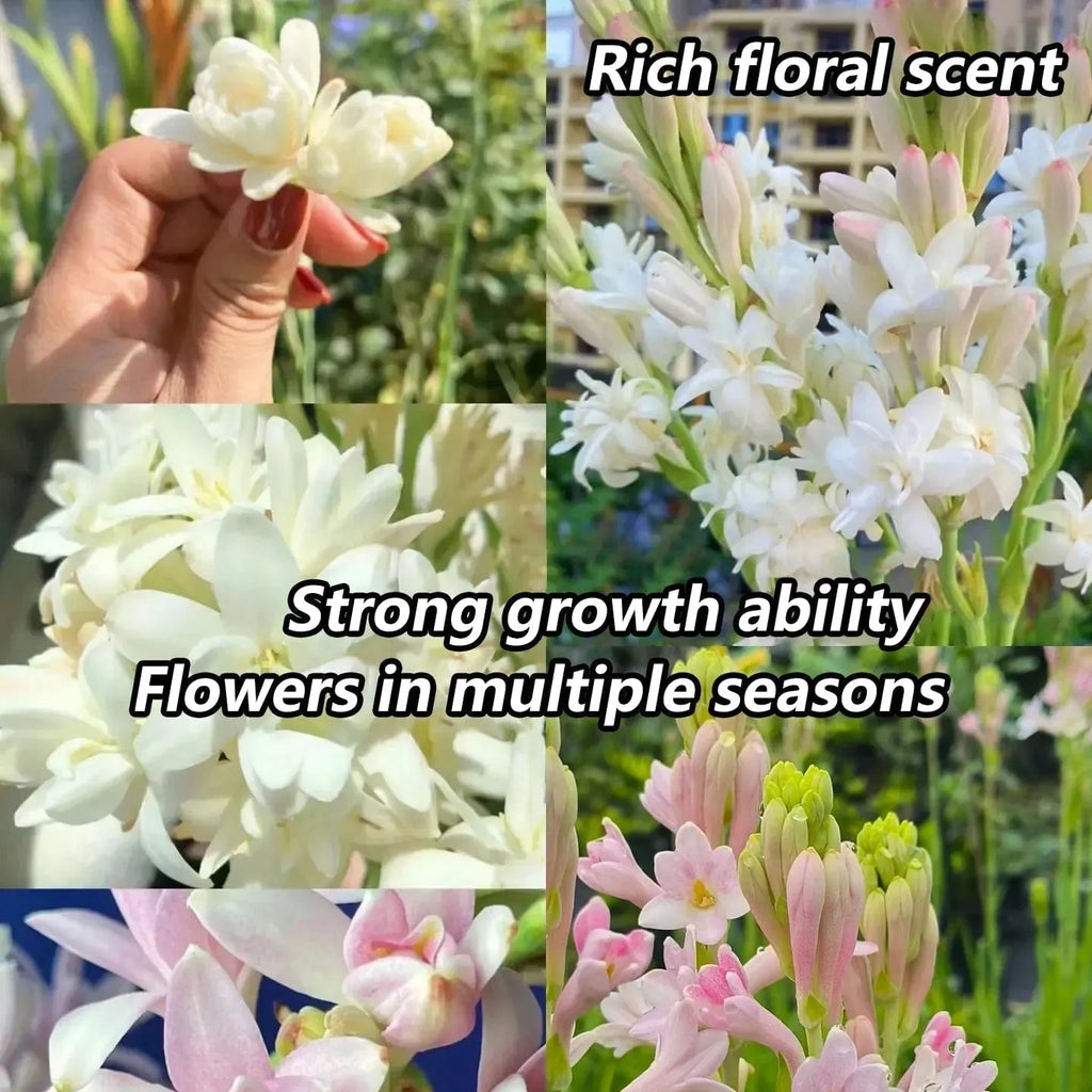 Tuberose Rajnigandha Seeds (Pack of 2) | Natural Perfume Tuberose Fragnance For Home Organic - Tuberose Rajnigandha Seeds (Pack of 2)