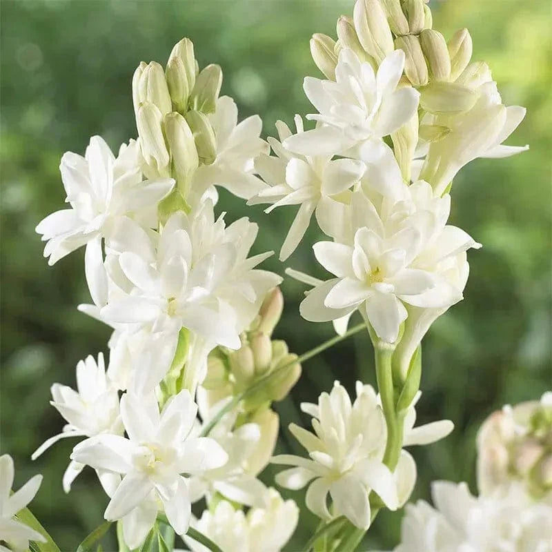 Tuberose Rajnigandha Seeds (Pack of 2) | Natural Perfume Tuberose Fragnance For Home Organic - Tuberose Rajnigandha Seeds (Pack of 2)