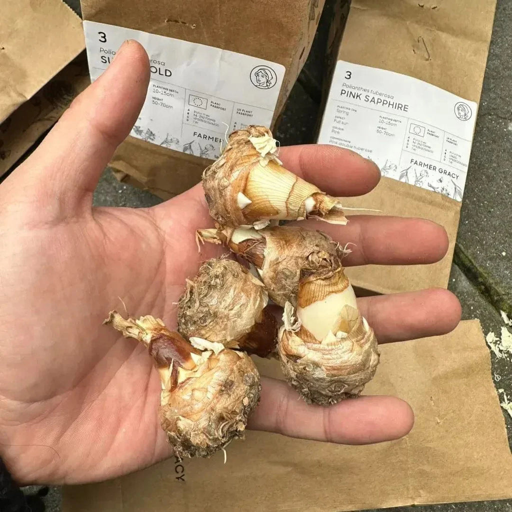 Tuberose Rajnigandha Seeds (Pack of 2) | Natural Perfume Tuberose Fragnance For Home Organic - Tuberose Rajnigandha Seeds (Pack of 2)